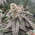 Gary Sherbet (Fast Buds) Femminizzata