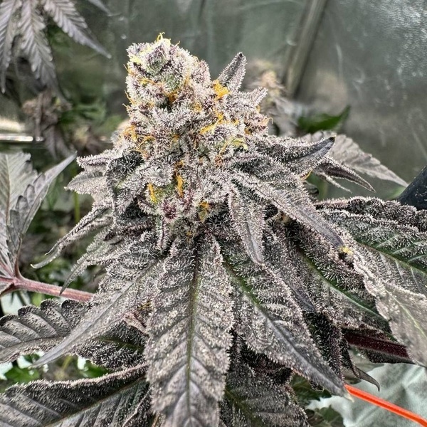 Gary Sherbet (Fast Buds) Femminizzata