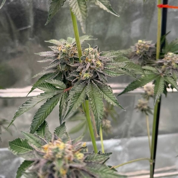 Gary Sherbet (Fast Buds) Femminizzata