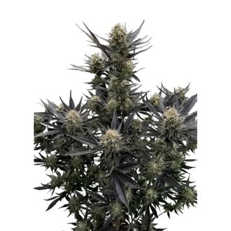 Guava Auto RF3 (Fast Buds) Femminizzata