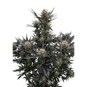 Guava Auto RF3 (Fast Buds) Femminizzata