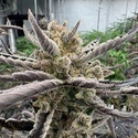 Guava Auto RF3 (Fast Buds) Femminizzata