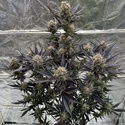 Guava Auto RF3 (Fast Buds) Femminizzata