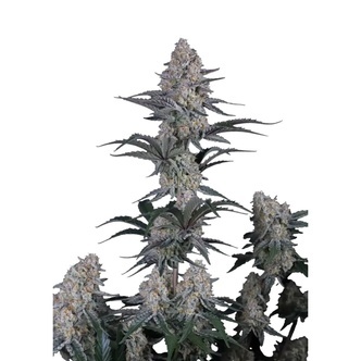 Guava Sundae Auto (FastBuds) feminized