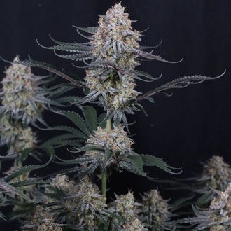 Guava Sundae Auto (Fast Buds) Femminizzata