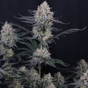 Guava Sundae Auto (Fast Buds) Femminizzata