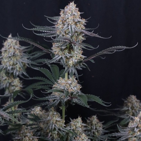 Guava Sundae Auto (Fast Buds) Femminizzata