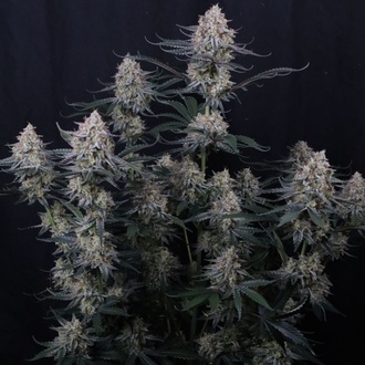 Guava Sundae Auto (Fast Buds) Femminizzata