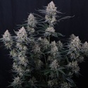 Guava Sundae Auto (Fast Buds) Femminizzata