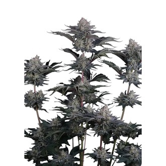 Mendo Frost Auto (Fast Buds) Femminizzata
