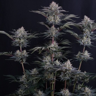 Mendo Frost Auto (Fast Buds) Femminizzata