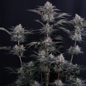 Mendo Frost Auto (Fast Buds) Femminizzata