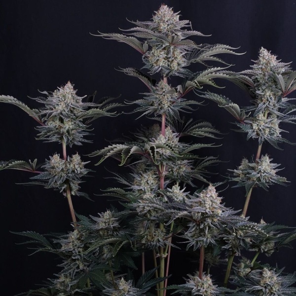 Mendo Frost Auto (Fast Buds) Femminizzata