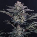 Mendo Frost Auto (Fast Buds) Femminizzata