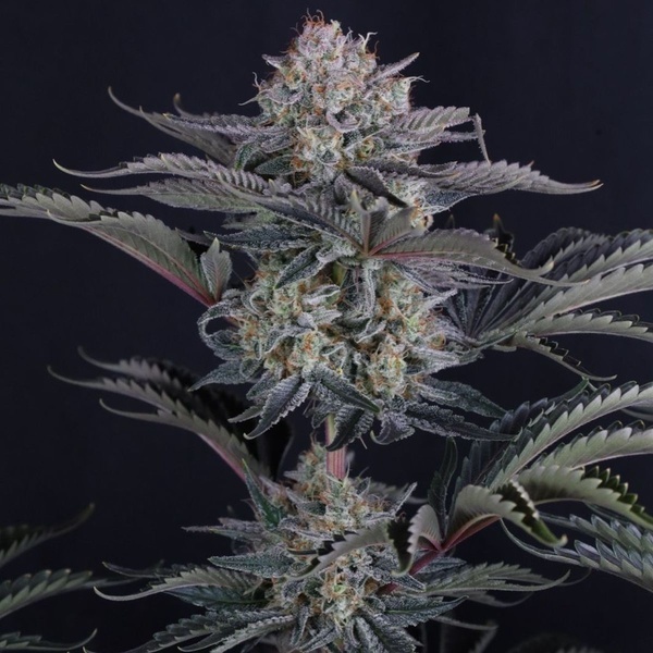 Mendo Frost Auto (Fast Buds) Femminizzata