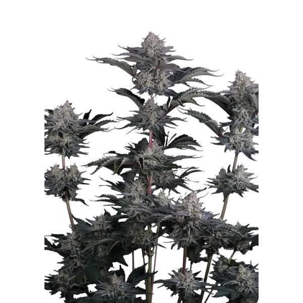 Mendo Guava Auto (Fast Buds) Femminizzata