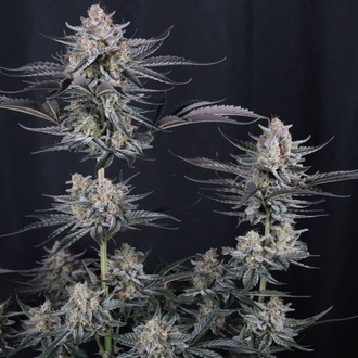 Mendo Guava Auto (Fast Buds) Femminizzata