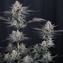 Mendo Guava Auto (Fast Buds) Femminizzata