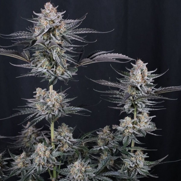 Mendo Guava Auto (Fast Buds) Femminizzata