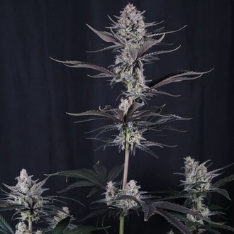 Mendo Guava Auto (Fast Buds) Femminizzata