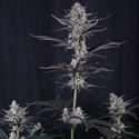 Mendo Guava Auto (Fast Buds) Femminizzata