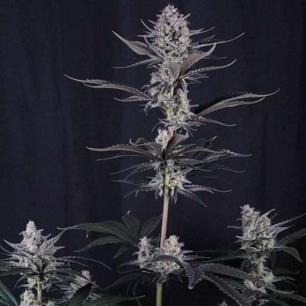 Mendo Guava Auto (Fast Buds) Femminizzata