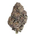 Papayton (Fast Buds) Femminizzata