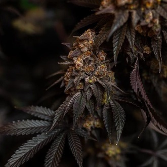 Papayton (Fast Buds) Femminizzata