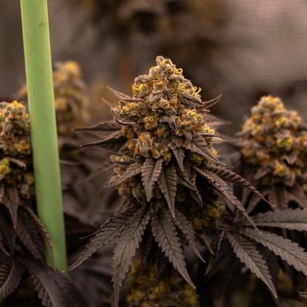 Papayton (Fast Buds) Femminizzata