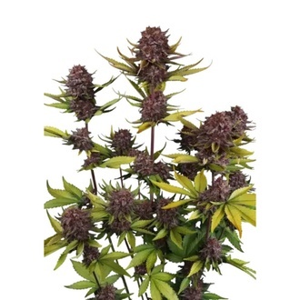 Purple Lemonade Auto RF3 (Fast Buds) Femminizzata