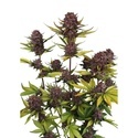 Purple Lemonade Auto RF3 (Fast Buds) Femminizzata