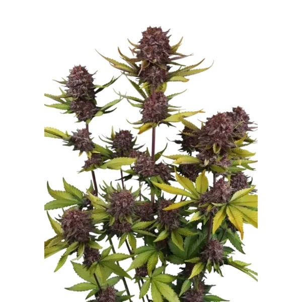 Purple Lemonade Auto RF3 (Fast Buds) Femminizzata