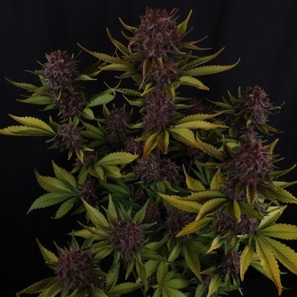 Purple Lemonade Auto RF3 (Fast Buds) Femminizzata