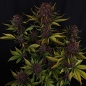 Purple Lemonade Auto RF3 (Fast Buds) Femminizzata