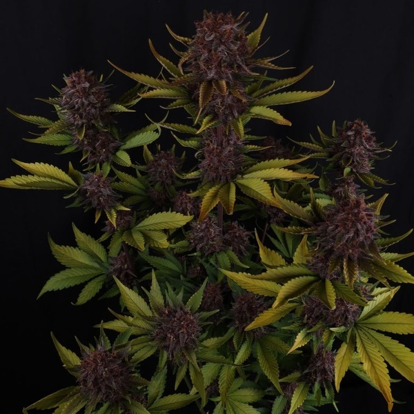 Purple Lemonade Auto RF3 (Fast Buds) Femminizzata