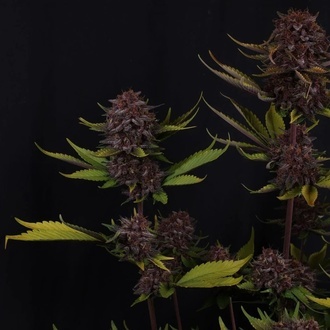 Purple Lemonade Auto RF3 (Fast Buds) Femminizzata