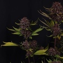 Purple Lemonade Auto RF3 (Fast Buds) Femminizzata