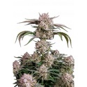 Strawberry Gorilla Auto RF3 (Fast Buds) Femminizzata