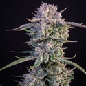Strawberry Gorilla Auto RF3 (Fast Buds) Femminizzata