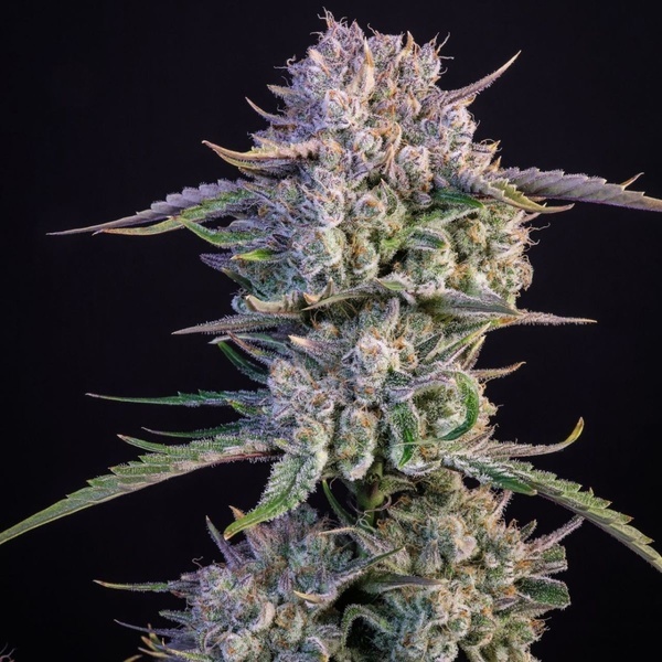 Strawberry Gorilla Auto RF3 (Fast Buds) Femminizzata