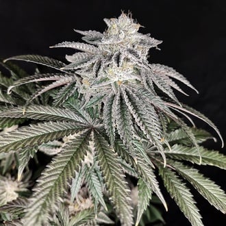 Cherry Melt (Pure Instinto) Femminizzata