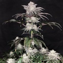Cherry Melt (Pure Instinto) Femminizzata