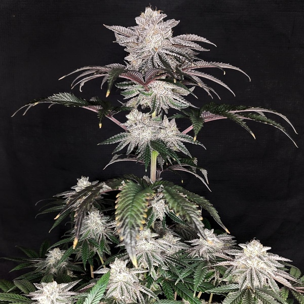 Cherry Melt (Pure Instinto) Femminizzata