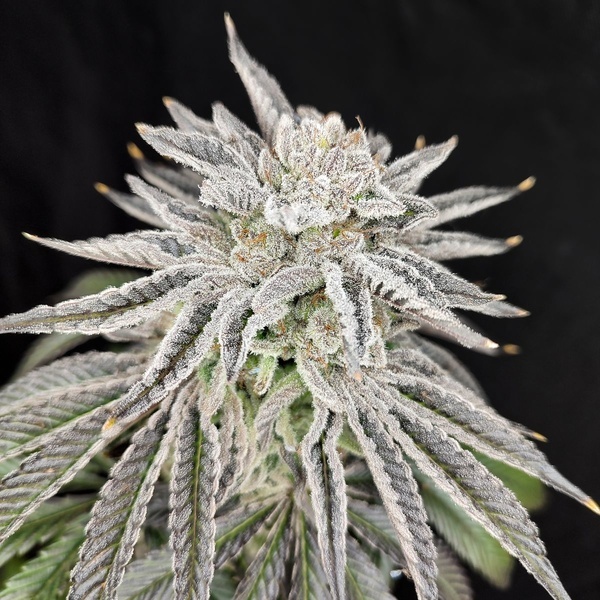 Yuzu Grape Kush (Pure Instinto) Femminizzata