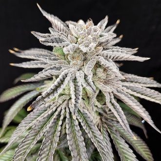Yuzu Grape Kush (Pure Instinto) Femminizzata
