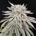 Yuzu Grape Kush (Pure Instinto) Femminizzata