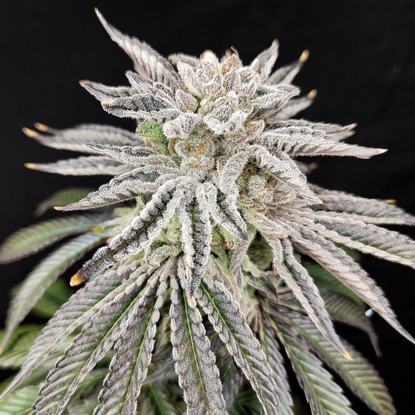 Yuzu Grape Kush (Pure Instinto) Femminizzata