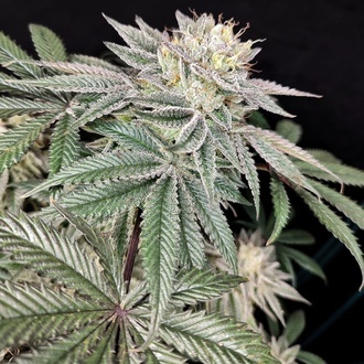 Golden Truffle (Pure Instinto) Femminizzata