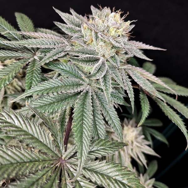 Golden Truffle (Pure Instinto) Femminizzata