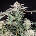 Golden Truffle (Pure Instinto) Femminizzata
